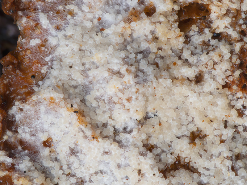 Hypomyces orthosporus